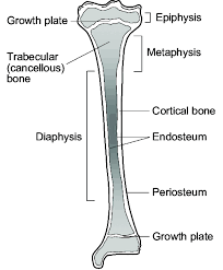 The thigh bone (femur) is a long bone. Schematic View Of A Growing Long Bone Tibia Adapted From Khan Et Al Download Scientific Diagram