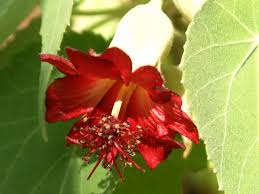 Image result for Abutilon grantii