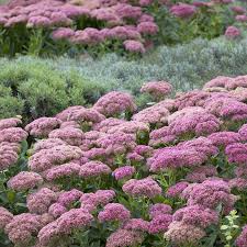 Image result for Sedum glomerifolium