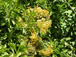 Image result for Mimulopsis runssorica