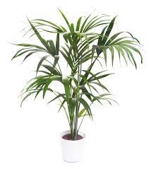 Indoor Kentia Palm Plants Learn About Kentia Palm Care In The Home Palm House Plants Palm Plant Palm Tree Plant