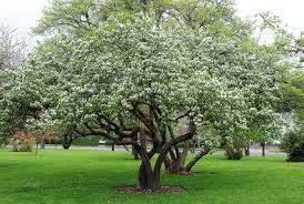 Image result for Cydonia