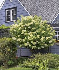 Prune your limelight hydrangea tree in fall or spring, before new growth emerges. Limelight Hydrangea Tree Form Pahl S Market Apple Valley Mn