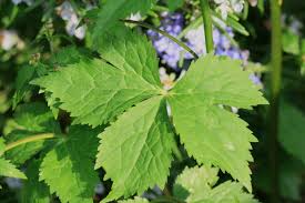 Image result for Ranunculus raeae