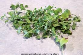 Find deals on products in pantry staples on amazon. Stevia Plant How To Grow It And How To Use It For Extract And More