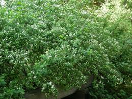 Pin On Plantation Indigene Lxg