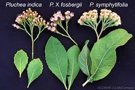 Image result for Pluchea