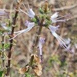 Image result for Ocimum filamentosum