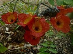 Image result for Fernandoa magnifica