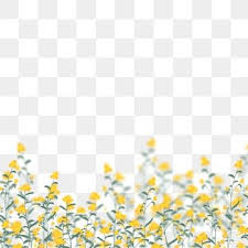 Uma Esplendida Flor Amarela Esplendida Flores Amarelas Flor Amarela Flor Flores Bonitas Uma Flor Oceano Flor Imagem Png E Psd Para Download Gratuito In 2020 Pink Flowers Background Watercolor Flower Background