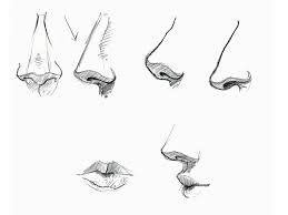 In females, the nose needs to be soft and for men a bit bigger. How To Draw A Nose For Beginners With These Tutorials That Will Help You