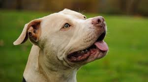 The american pit bull terrier is thought to originally have been the same as the staffordshire bull terrier. Types Of Pitbulls Differences Appearances Traits Pictures