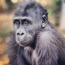 Monroe S Mohawk Mike Tripp San Diego Zoo Safari Park San Diego Zoo Baby Gorillas
