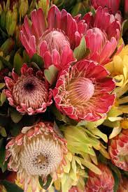 Pin On Garden Plants Greenhouses Conservatories Botanical Gardens Botanical Parks And Preserves