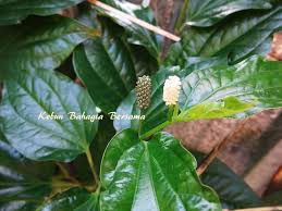Ada perkongsian daripada aisyah tentang bagaimana merawat kolestrol tinggi menggunakna daun kaduk ni. Kebun Bahagia Bersama Bunga Dan Buah Daun Kaduk