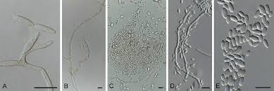 Image result for Dichapetalum rhodesicum