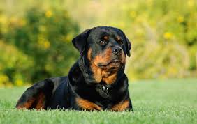 If you are unable to find your rottweiler puppy in our puppy for sale or dog for sale sections, please consider looking thru thousands of rottweiler dogs for adoption. Rottweiler Steckbrief Charakter Wesen Und Haltung