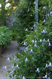 Check spelling or type a new query. Clematis Betty Corning Greenfuse Photos Garden Farm Food Photography Clematis Plants Trees To Plant