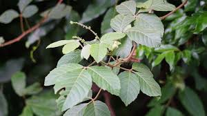 Image result for Allophylus africanus