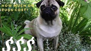 How Much Is A Pug Guide To Buying A Pug Puppy