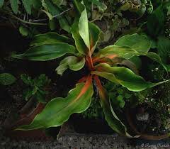 Image result for Chlorophytum filipendulum