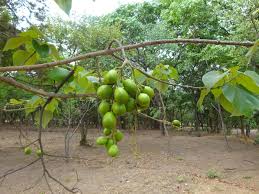 Image result for Gmelina