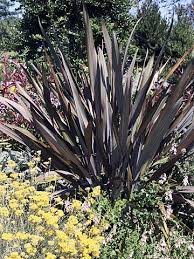 These Are The Top Deer Resistant Plants For The South Deer Resistant Plants Plants Low Maintenance Landscaping