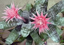 Check spelling or type a new query. How To Take Care For Bromeliads Quora