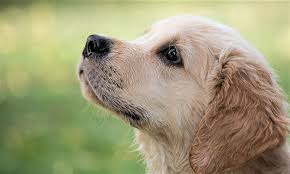 Image result for zlatý retrívr