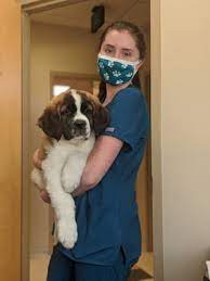 Check spelling or type a new query. University Veterinary Hospital Diagnostic Center 29 Photos 91 Reviews Veterinarians 952 E 900th S Salt Lake City Ut Phone Number