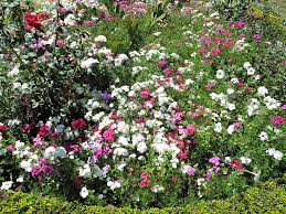Using different shades of yellow, orange and green will give a fabulous result. A Bed Of Beautiful Different Color Flowers Photograph By Ashish Agarwal