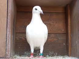 pin by oscar lopez on ab s pigeon white pigeon racing pigeons homing pigeons