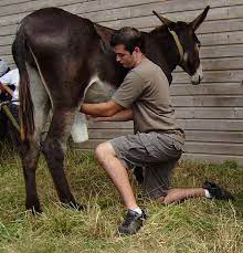 Energie Cheval