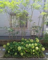 koichi idaさんはinstagramを利用しています 以前庭のリフォームさせていただいたお客様宅にて 玄関開けたらこれ アジサイ アナベルが毎年よく咲いてくれてます 冬になったらアジサイは無くなりますが 株周りに スノードロップ 奥に レンテンローズ を植えてる