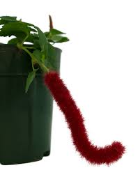 Image result for Acalypha hispida