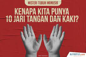 Merah, jingga, kuning, hijau, biru, nila, dan ungu. Infografik Misteri Tubuh Manusia Kenapa Kita Punya 10 Jari Tangan Dan Kaki