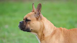 Kamen is an adoptable american bulldog, labrador retriever dog in chesterfield, sc please meet kaman, he is a male bulldog mix, 52lbs and heart worm positive. Franz Bully X Old English Bulldog Mix Infohund Die Seite Von Eva Maria Kramer
