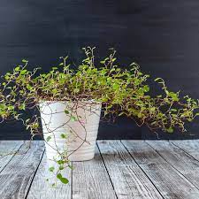 One response to help my angel vine/maidenhair vine!. Angel Vine Plant Muehlenbeckia Complexa Lovely Houseplant Decor