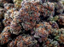 At this point, the trichomes are loaded with the highest thc level. Weed Tastings Tips On Getting The Best Buds For The Buck 420 Magazine