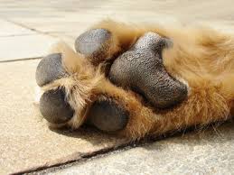 Allergie Beim Hund Ursachen Fur Hautprobleme Bei Hunden