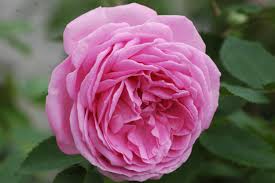 This rose is deciduous so it will lose all its leaves in autumn, then fresh new foliage appears again each spring. Bourbonrose Louise Odier Online Kaufen