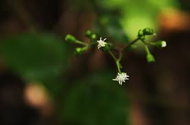 Image result for Adenostemma viscosum