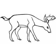 Drinking Deer Printable Coloring Page Free To Download And Print In 2020 Deer Coloring Pages Animal Coloring Pages Deer