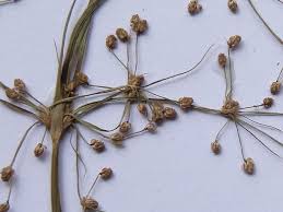 Image result for Fimbristylis quinquangularis