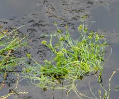 Image result for Fuirena pachyrrhiza