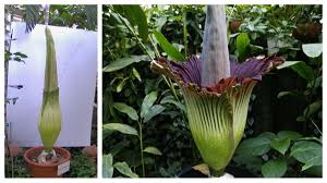 Die titanenwurz oder titanwurz ist eine auf sumatra heimische pflanzenart, die zur familie der aronstabgewächse gehört. Stinkende Schonheit Im Botanischen Garten Salzburg Wartet Auf Titanwurz Blute Welt News