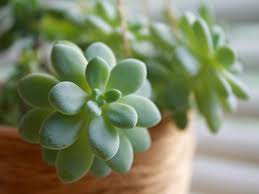 I will be happy to help! Plants That Are Safe For Pet Birds