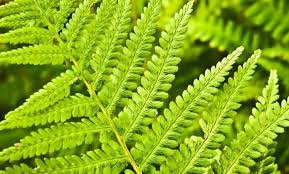 We did not find results for: Les Fougeres 9 Idees D Associations Faciles A Reussir Fougere Plante Plante Ombre