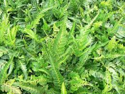 Get garden ferns plant today w/ drive up or pick up. Arachinoides Simplicior Variegata East Indian Holly Fern Arachinoides Simplicior From Plantworks Nursery