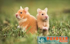 Cara Merawat Hamster Yang Baik Dan Benar Piaraan Hewan Lucu Hewan